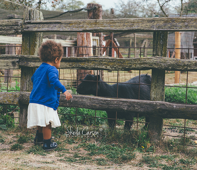 bellingham family photographer | bellingham family photography | Hovander Family Photography | Farm themed family photography